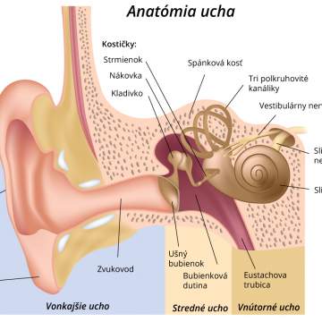 Anatómia ucha Anatómia ucha 1 2 Galéria ZDRAVIE sk