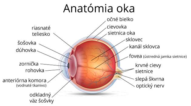 Anatómia oka