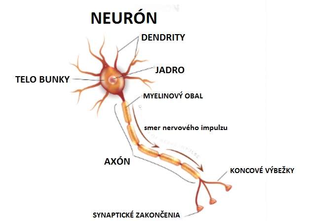 Neurón