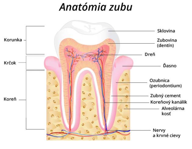 Anatómia zubu