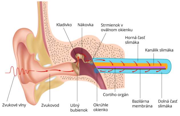 Anatómia sluchu