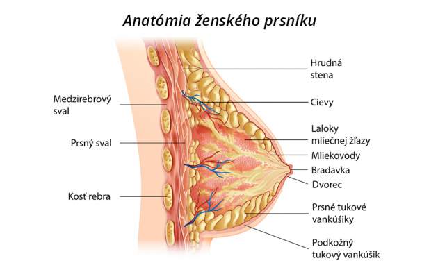 Anatómia ženského prsníku
