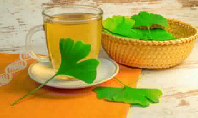 Ginko biloba Ginko biloba