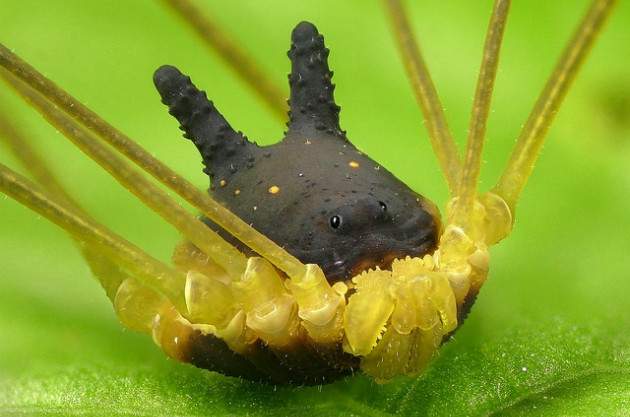 Fóbia - arachnofóbia Fóbia - arachnofóbia