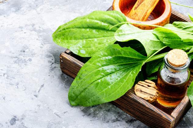 Skorocel proti kašľu Skorocel proti kašľu