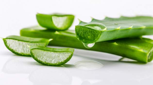 Aloe vera Aloe vera
