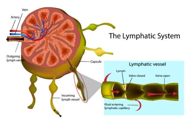 Lymfatický systém Lymfatický systém