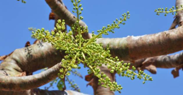 Strom Boswellia Strom Boswellia