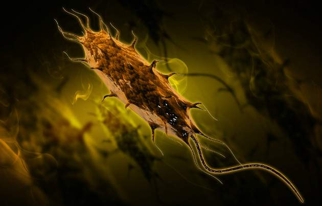 Baktéria E.coli Baktéria E.coli