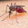 Choroby prenášané komármi