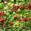 Hloh obyčajný (Crataegus oxyacantha)