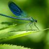 Vážky dokážu zjesť až 100 komárov za deň: ako ich prilákať na svoju záhradu?