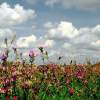 Najvýznamnejší peľový alergén produkujú v súčasnosti lipnicovité trávy