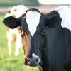 Druhy kravského mlieka, jeho spracovanie a zdravie