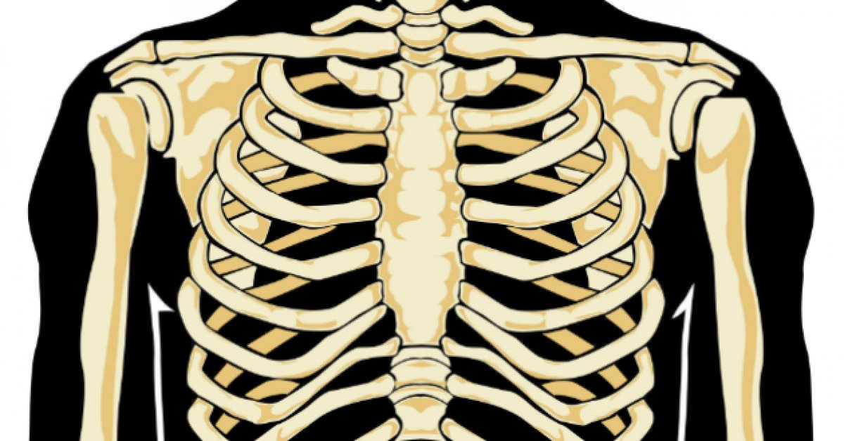 Грудной скелет. Ребра. Ребра человека. Ребра кости человека. Скелет ребер мужчины.