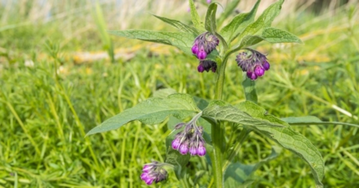 symphytum officianale symphytum officianale